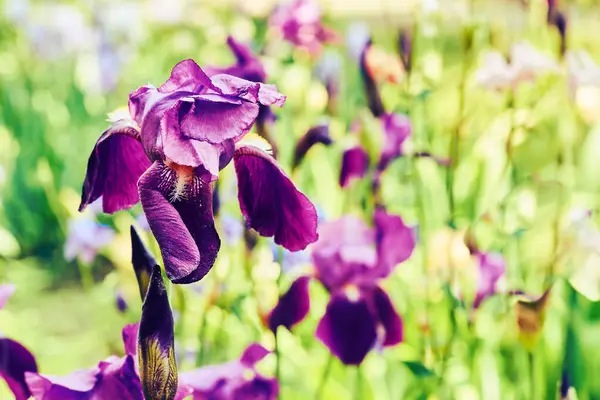 Charmante Zarte Rosa Lila Irisblume Sorte Hallo Liebe Garten — Stockfoto
