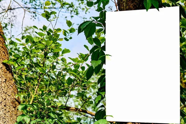 Biały Plakat Plakat Billboard Zielonym Drzewie Ciepły Słoneczny Dzień — Zdjęcie stockowe