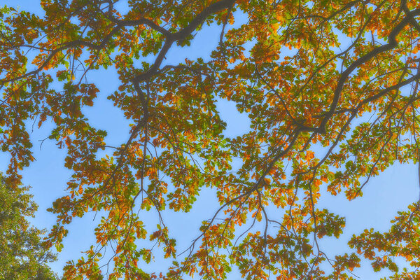 Blur red gold yellow autumn oak leaf on a warm sunny day