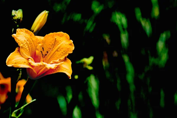 Délicate Orange Middendorf Daylily Fermer Vert Profond Frais Dans Jardin — Photo