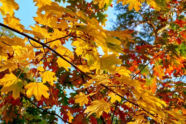 Осенний Фон Ярко Золотисто Оранжевых Листьев Веток — стоковое фото