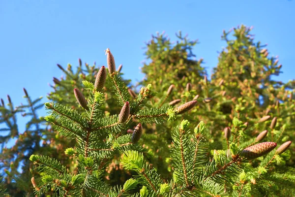 Bloeiende Jonge Dennenboom Met Delicate Knoppen Van Kegels Stockfoto