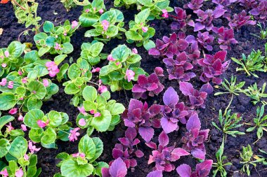 Bahçe düzenleme, bahçıvanlık. Diascia Elegans çiçekleri, Coleus Burgundy                                