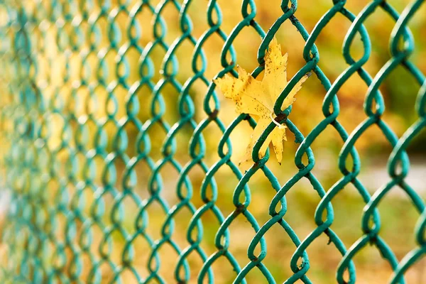 Jesienna Samotność Żółty Liść Klonu Utknął Zielonym Drucianym Ogrodzeniu — Zdjęcie stockowe