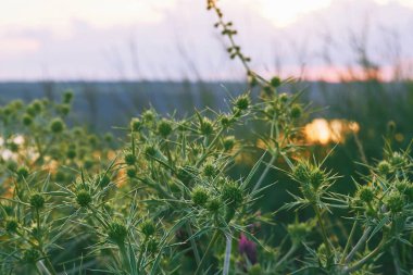 Gün batımında nehrin kenarındaki bir tepede devedikeni eryngium yumurtalığı filizleri.                               