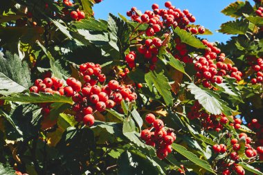  Kırmızı acı viburnum, ilaç ve halk tedavisinde kullanılır.                              