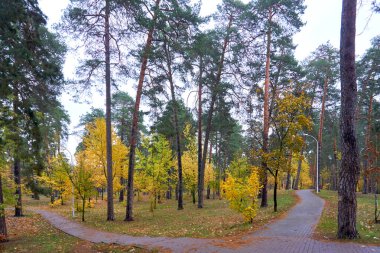 Şehrin sakin asfalt yollarında yürüyor halk parkında, ekim ayında ağaçlarda                               