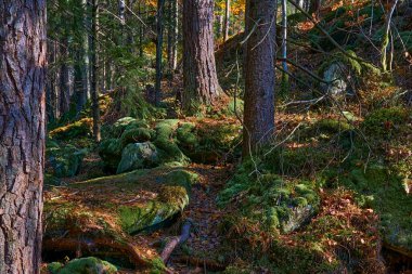 Sonbahar orman yolu taşlarla kaplı, kayalar yosunlarla kaplanmış, güneşli ışınlar                               