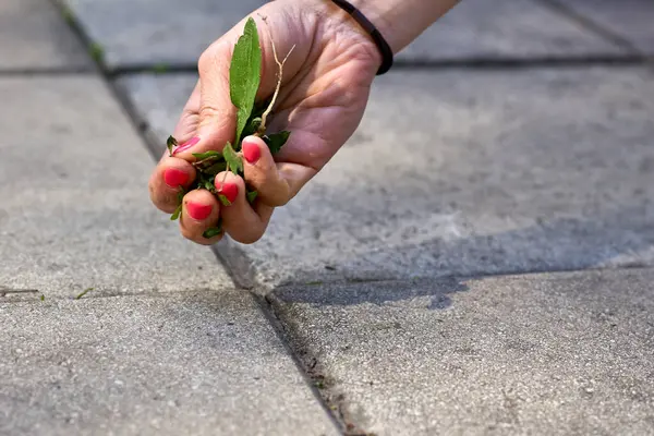 A woman\'s hand with a red manicure pulls weeds out of the yard concrete slabs
