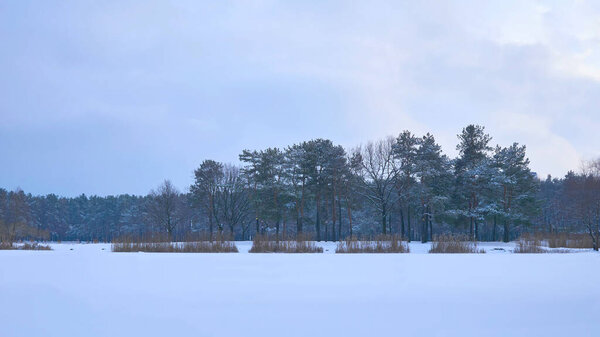  Замерзшее озеро, зимний тихий лесной парк для здоровых прогулок среди сосен                              