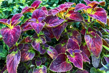 Bahçe düzenleme. Lamiaceae ailesinden kırmızı süs bitkisi Coleus bir çiçek tarlasında                               