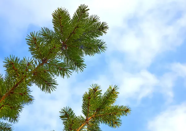 Wonderful Fresh Green Pine Spruce Branch Clear Blue Sky Stock Picture