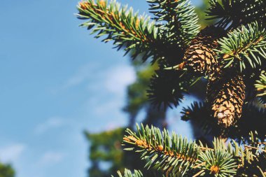 Harika yeşil kozalaklı çam dalı, berrak mavi gökyüzü                               