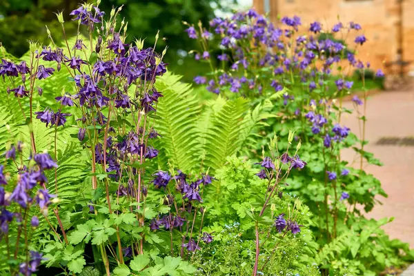 Gardening, landscaping. Spring flower bed,purple bluebells and decorative fern