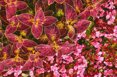 Bahçe düzenleme. Lamiaceae ailesinden kırmızı süs bitkisi Coleus bir çiçek tarlasında                               