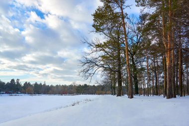  Donmuş göl, çam ağaçları arasında sağlıklı yürüyüş için sakin bir orman parkı.                              
