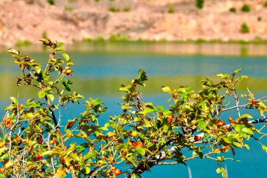Kırmızı gül kalçası, taş ocağı gölü, zümrüt radon suyu.                               