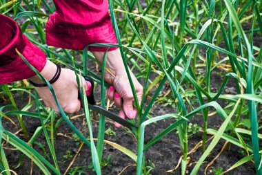 Bahçe yatağından koparılmış yeşil sarımsaklı soğan tutan manikürlü bir kadın.                                