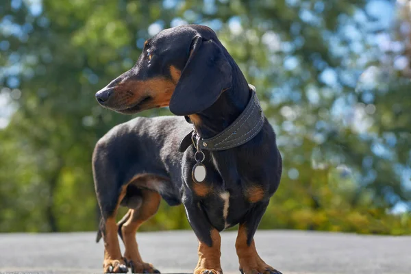 Yaz parkında yürüyen sağlıklı bir köpek.                               