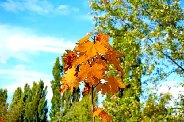 Autumn bright orange maple leaves in sunny day and blue sky