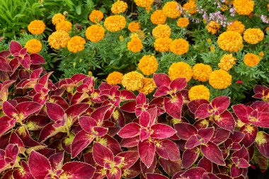 Peyzaj tasarımı, bahçıvanlık. Kadife çiçekleri Tagetes erecta, Coleus bordo                               