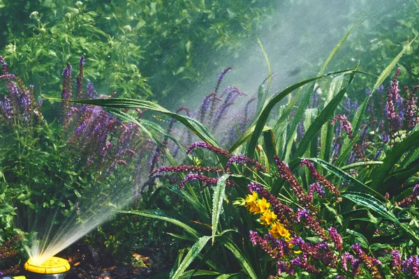 Sprinkler watering flowers on a hot day, Irrigation system,gardening,landscaping