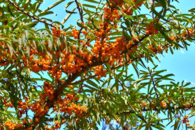 Ağaç dalında olgun turuncu deniz dikenli meyveler.                               