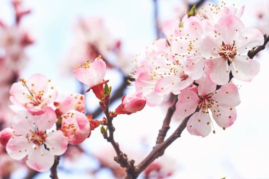 Güzel pembe narin bahar çiçekleri mavi gökyüzüne karşı.                               