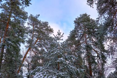 Büyük çam ağaçları olan bir kış parkında sessizlik ve sükunet.                               