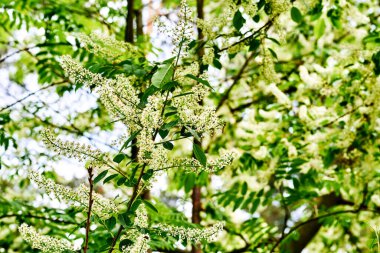 Kokulu beyaz çiçekleri olan genç yeşil ağaç dalları                               