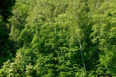  Bahar yeşili çiçek açan ağaçlar ılık bir günde                              