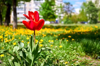 Şehir parkındaki bir çayırda kırmızı bir lalenin kepekli kafası açıldı.                               