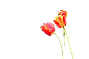 Kabarık renkli çiçekleri olan, zambak familyasının soğan çiçekleri.