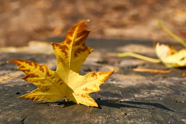 stock image a tree or shrub with lobed leaves, winged fruits, and colorful autumn foliage, grown as an ornamental or for its timber or syrupy sap