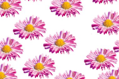 Sarı diski ve beyaz ışınları olan çiçekleri olan küçük bir çayır bitkisi. Bir çok süs eşyası yetiştirdi.