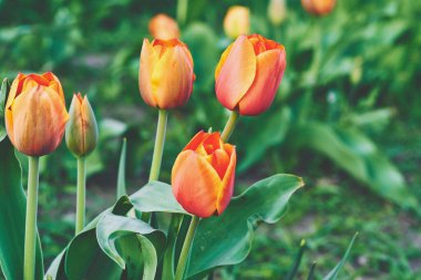 Kabarık renkli çiçekleri olan, zambak familyasının soğan çiçekleri.