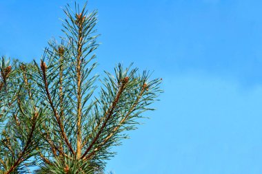 Yaygın bir kozalaklı ağaç, kendine özgü bir konik şekli ve sarkık kozalakları var.,