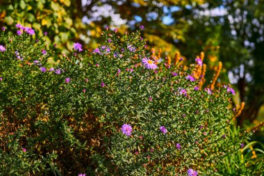 Papatya familyasından, genellikle mor ya da pembe renkli, parlak, ışıl ışıl çiçekleri olan bir bitki.