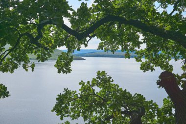Sıcak ve güneşli bir günde, büyük bir nehir koyunun üzerinde yeşil meşe dalları