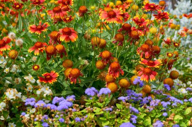 Çiçeklerin peyzaj için yetiştiği bir bahçe.