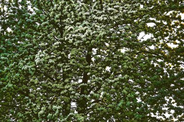 Bir ağaç çiçeği, özellikle güzelliği için yetiştirilmiş, dinlenen.