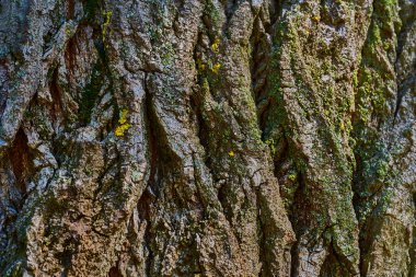 Wooden background.Wrinkled bark of an old tree clipart