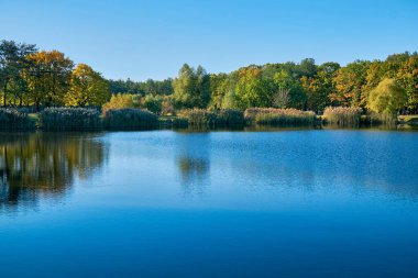 Sonbahar Ekim füzyonu. Ağaçlar ve kamışlarla çevrili orman gölü.