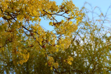 Green spring blossom tree full of freshness, clear blue sky clipart