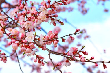 Güzel pembe bahar çiçekleri, gökyüzü. Yumuşaklık, yumuşaklık.