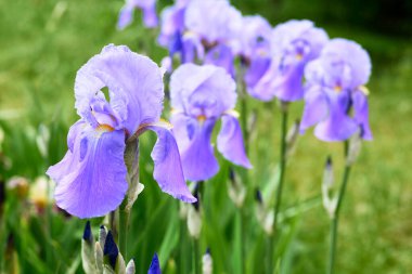 Yeşil Park 'ta narin leylak renkli, sakallı bir çiçek.