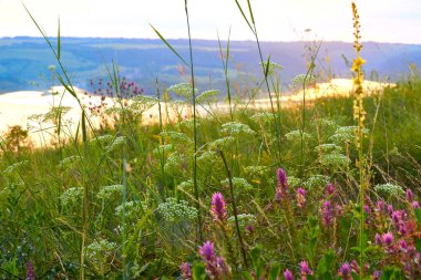Gün batımında nehrin yakınındaki bir tepede yabani çiçekler.