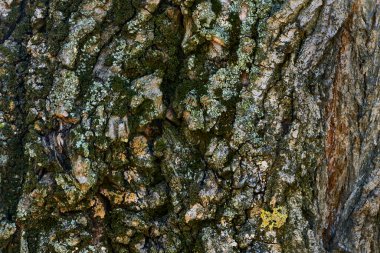 Yaşlı bir ağacın buruşuk kabuğu. Ahşap arkaplan