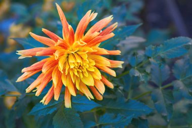 Tüylü yıldız çiçeğinin narin turuncu çiçeği.