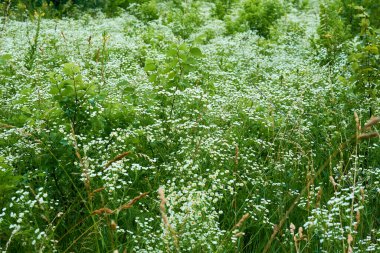 Çiçek açan yeşil çayır yaban çiçekleri